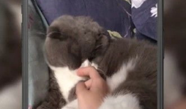 猫神短视频,揭秘猫咪的神奇世界